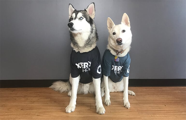 dogs-shirt-front