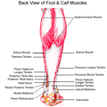 Does Barefoot Running Cause Calf Pain? - Xero Shoes